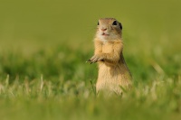 Sysel obecny - Spermophilus citellus - European ground squirrel 5190